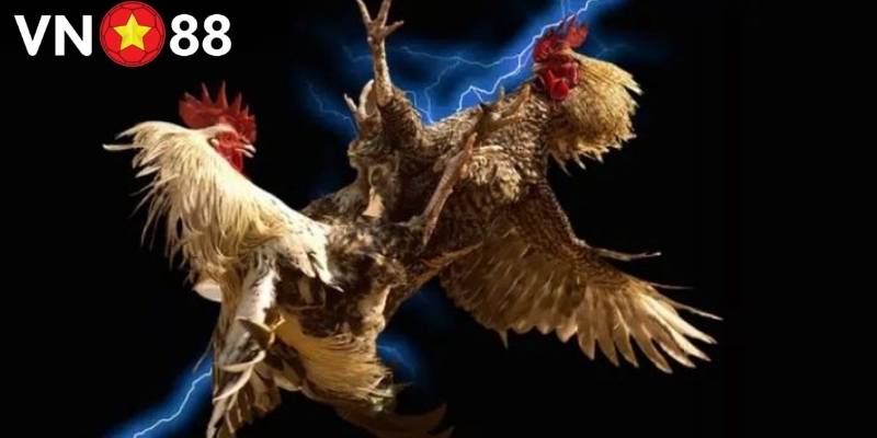 Cược đá gà VN88 thắng thua được nhiều hội viên mới lựa chọn