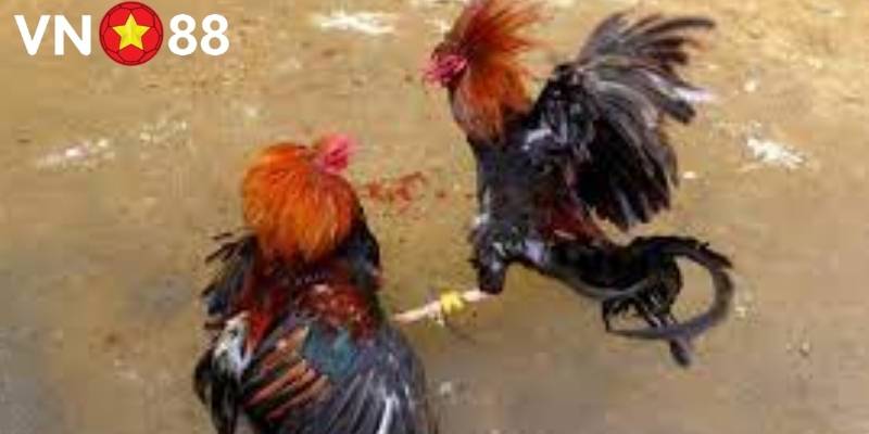 Đôi khi gặp hiện tượng giật lag do kết nối kém