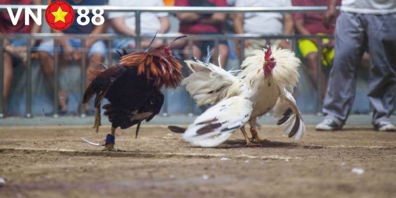 Người chơi có thể tham gia trực tiếp, theo dõi từng trận đấu